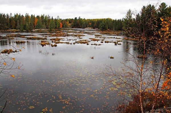 The Browns Of Autumn by Deb Oppermann